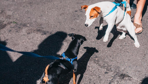 Dog dogs meeting while on a walk