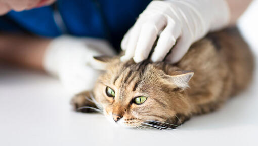 Cat examined at vets