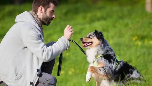 How to teach a dog to play dead 1