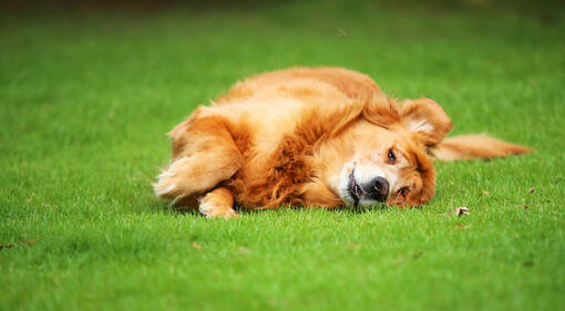 Dog rolling in the grass