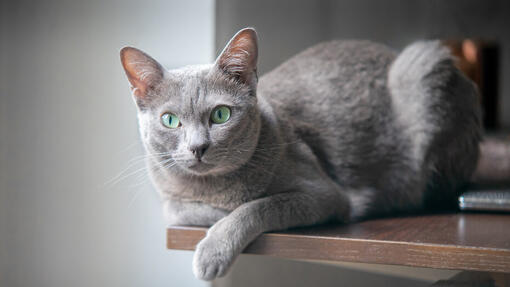 Grey cat sitting