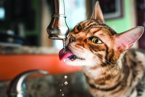 Hydratace koček