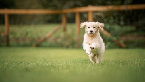 Dog running in field