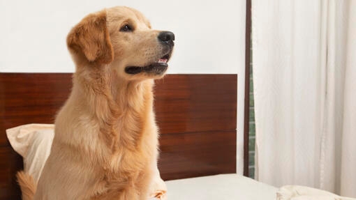 Dog sitting on bed alone