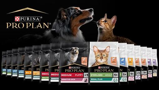 Potřebuje vaše kočka terapeutickou výživu?
