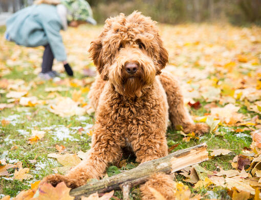 Dog Sampling Sep