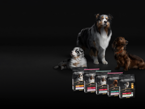 Sampling PP DOG ZÁŘÍ