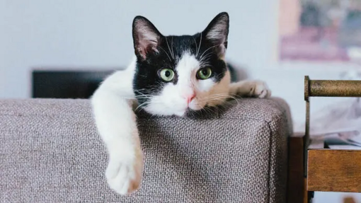 Black and white cat lounging on a couch