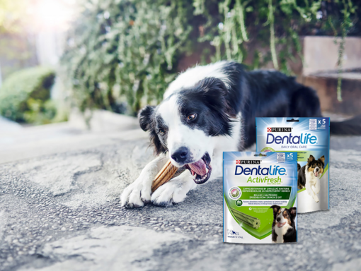 Sampling Dentalife
