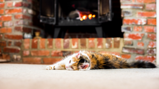 ProPlan Sampling Cat