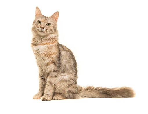 Orientální kočka dlouhosrstá