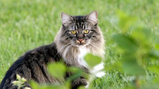 Cymrics kočka stojí v zahradě