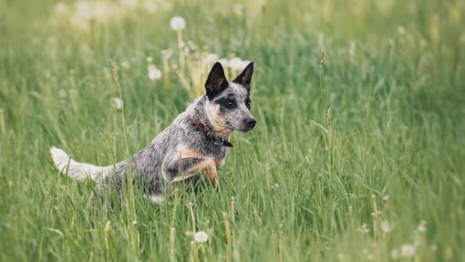 Australský honácký pes běží v poli