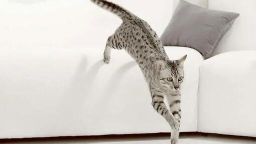 Kočka skáče z pohovky