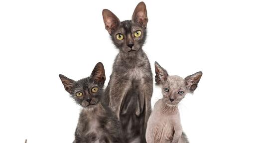 Lykoi