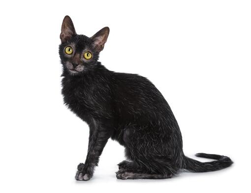 Lykoi