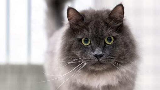 Nebelung