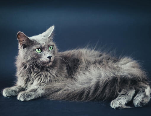 Nebelung