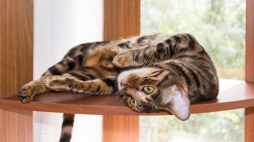 Toyger