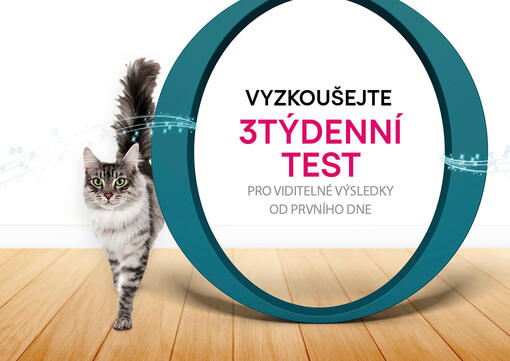 3tydenni test | kočka