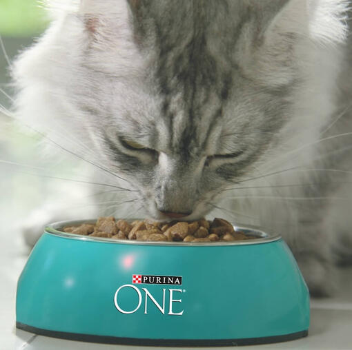 3tydenni test | kočka