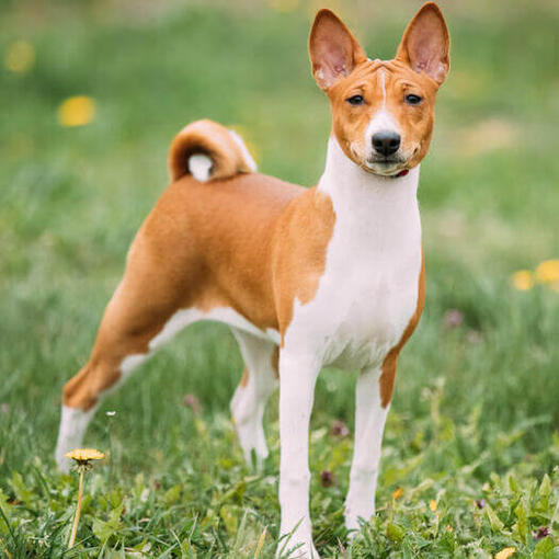 Basenji
