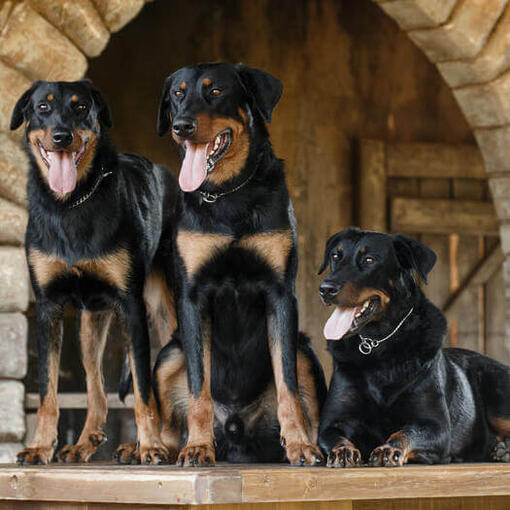 Beauceron