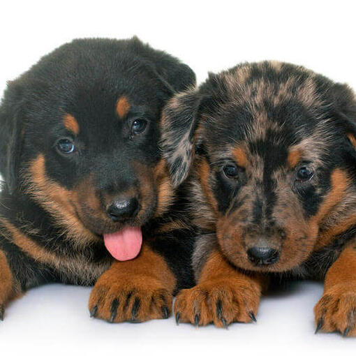 Beauceron