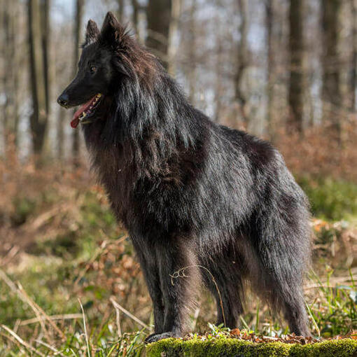 Belgický ovčák groenendael