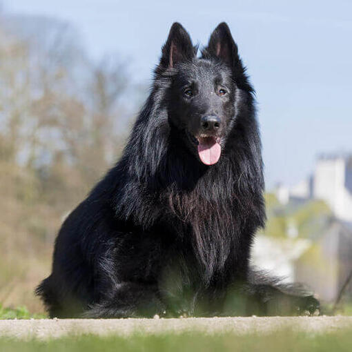 Belgický ovčák groenendael