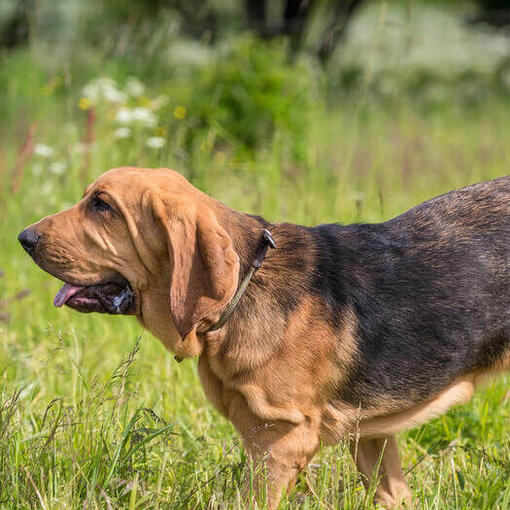 Bloodhound