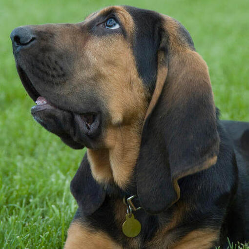 Bloodhound