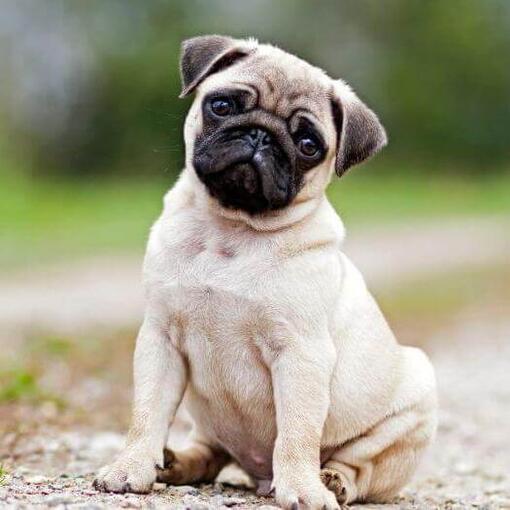 Mops