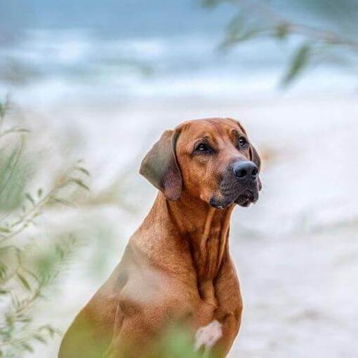 Rhodéský ridgeback