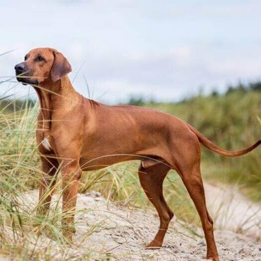 Rhodéský ridgeback