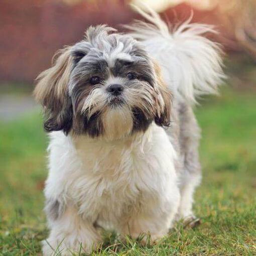 Shih-tzu