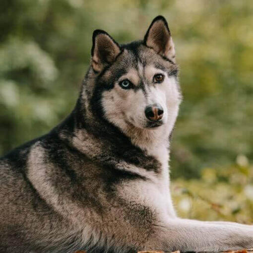 Sibiřský husky