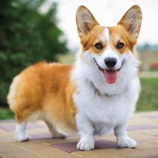 Welsh corgi pembroke