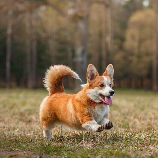 Welsh corgi pembroke