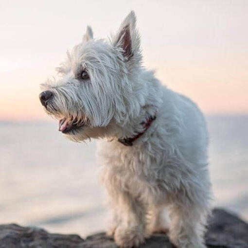 West highland white teriér