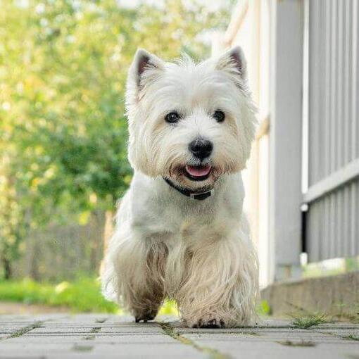 West highland white teriér