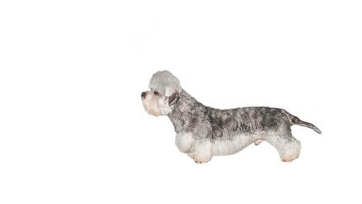 Dandie Dinmont teriér