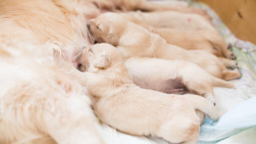 Štěňátka Golden Labrador kojí.