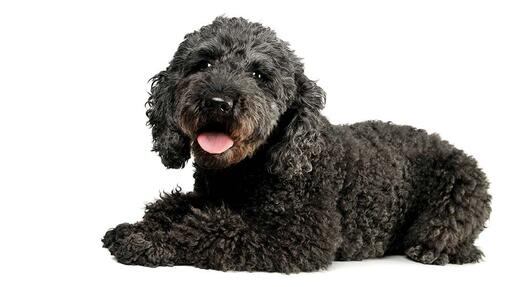 Pumi