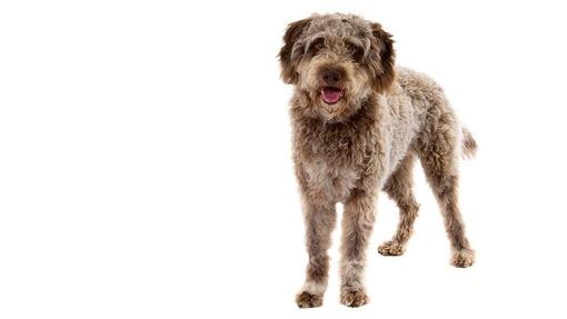 Lagotto romagnolo