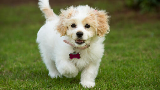 Cavachon