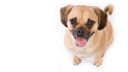 Puggle