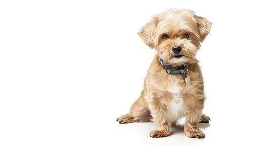 Shorkie
