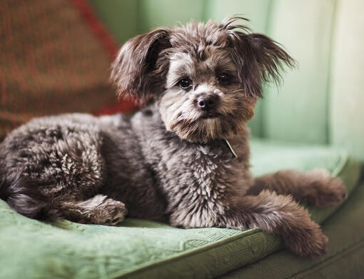 Yorkie Poo (Yorkipoo)