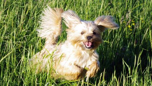 Shorkie